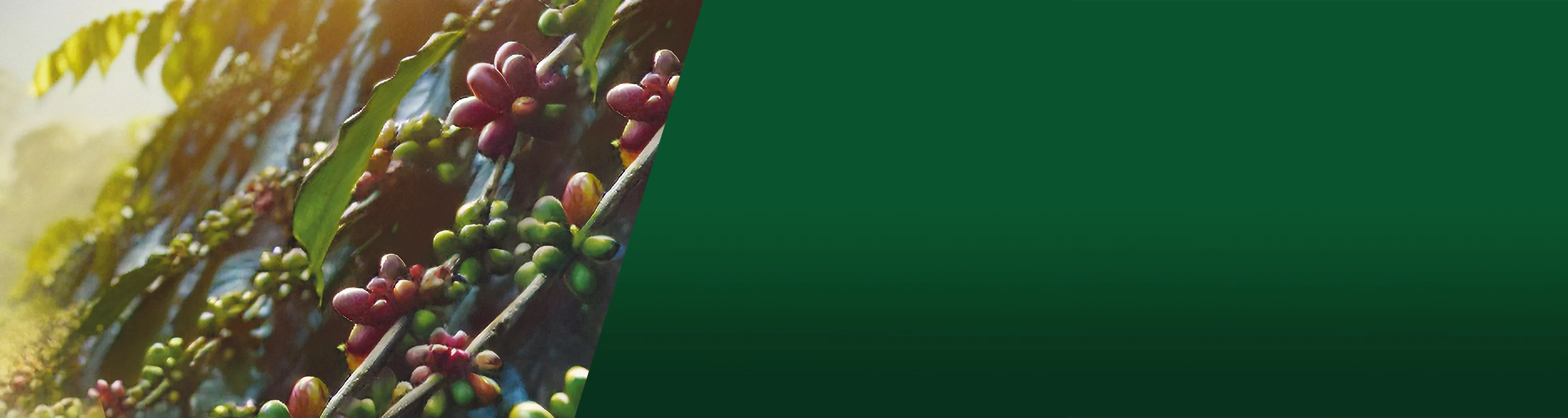 L'Arte del Caffè Innovativo